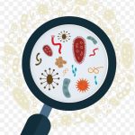 Vector Graphics Stock Illustration Microorganism PNG