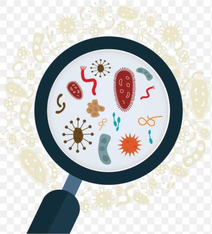 Vector Graphics Stock Illustration Microorganism PNG