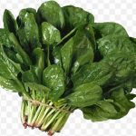 pnghit-vegetarian-cuisine-leaf-vegetable-spinach-salad-spinach