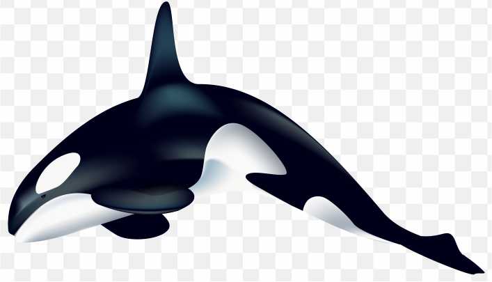 Wall Decal Sticker Killer Whale2 PNG