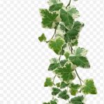 Common Ivy Vine Muscadine Grape Plant Vines Plants Png Pictures PNG