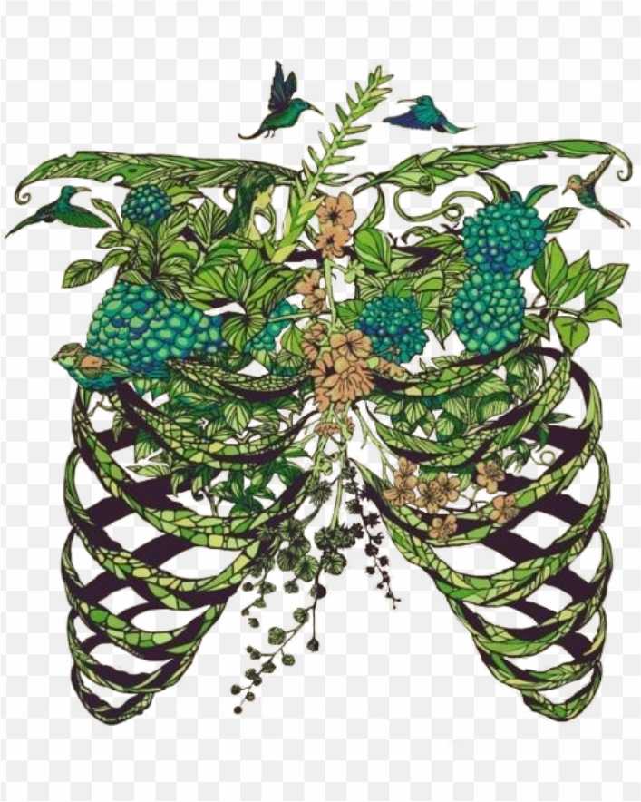 Lung Drawing Art Anatomy Rib Cage Skeleton PNG