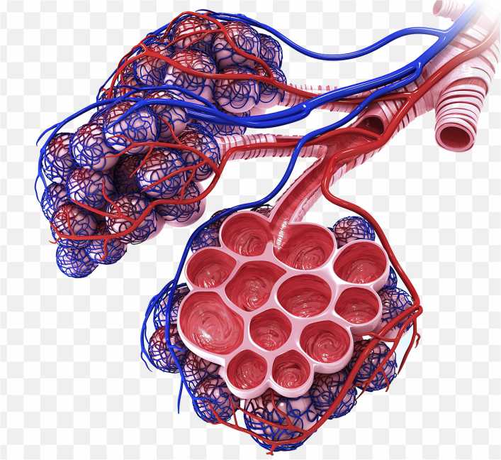 Lung Respiratory System Pulmonary Alveolus Anatomy Alveolar Venous Blood Vessels PNG