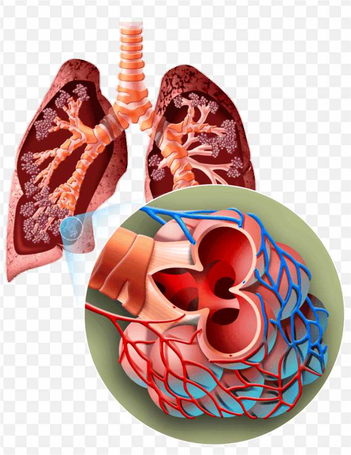 Organism Breathing Lung Human Body Biology Human Lungs PNG
