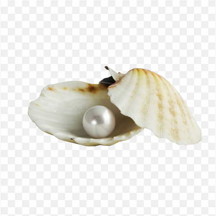 Pearl Seashell Earring Gemstone Jewellery Shell Pearl Inside PNG