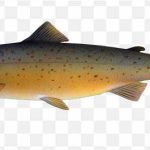 pnghit-trout-fish-grilse