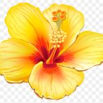 Flower, Yellow Exotic Flower, Yellow And Red Hibiscus Flower, Herbaceous Plant, Orange, Color PNG