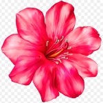 Flower, Exotic Pink Flower, Red Flower, Herbaceous Plant, Color, Annual Plant PNG