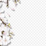 Blooming Flowers, White And Pink Flower, Png Material, White, Branch PNG