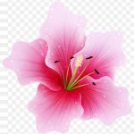 Pink Flowers, Large Pink Flower, Pink Hibiscus Flower İllustration, Watercolor Painting, Herbaceous Plant, Color PNG
