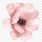 Watercolor Painting Flower, Hand Painted Pink Flowers, Pink Flower, Color, Cartoon, Painting PNG
