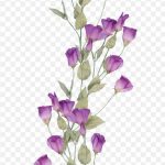 Bouquet of Flowers, Purple Bouquet of Flowers, Bouquet of Flowers, Pink Flowers, Violet, Branch, Plant Stem PNG
