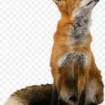 pnghit.com Fox, watercolor animals, mammal, animals, carnivoran png free download