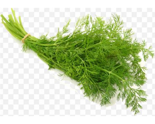 pnghit-dill-herb-vegetable-seed-salad-chrysanthemum-ingredients