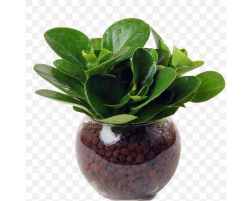 pnghit-leaf-hydroponics-plant-bonsai-flowerpot-hydroponic-plants
