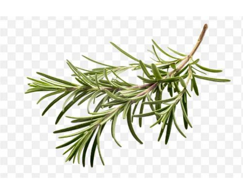 pnghit-herb-spice-rosemary-flavor-clip-art-parsley