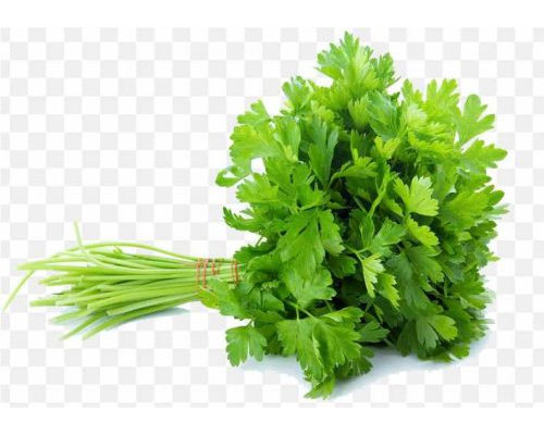 pnghit-celery-vegetable-parsley-coriander-herb-parsely PNG