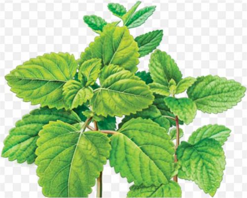 pnghit-herbal-tea-peppermint-lemon-balm-download-drawn-mint-png-lemon-balm-png-png-image