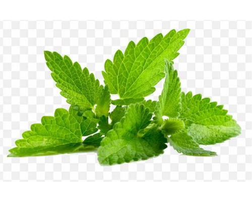 pnghit-mentha-spicata-patchouli-peppermint-flavor-mint-png-transparent