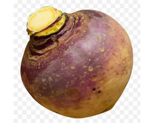 Turnip Rutabaga Daikon Rutabaga PNG
