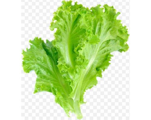 pnghit-romaine-lettuce-leaf-vegetable-salad-leaf-lettuce-veggieland