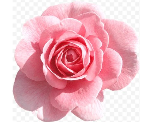 pink rose png