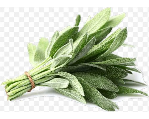 pnghit-common-sage-herb-plant-parsley-spice-herb