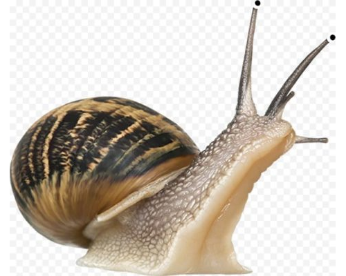 snail, escargot, winkle, helix, crawler, slug png