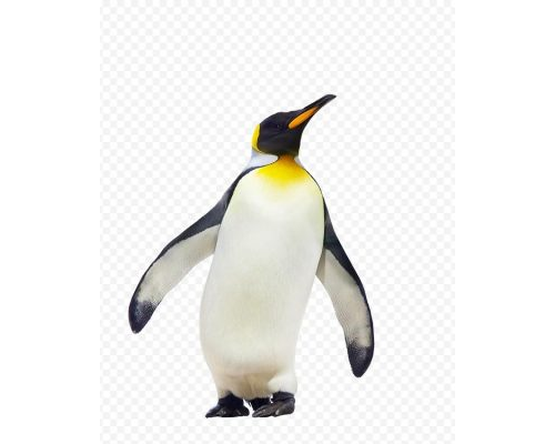 pnghit Penguin