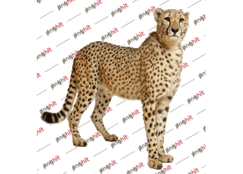 Cheetah, hunting cat, hunting leopard png