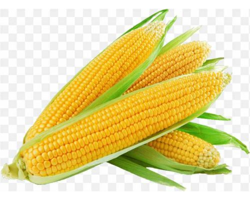 pnghit-corn-on-the-cob-sweet-corn-maize-baked-potato-1st-corn