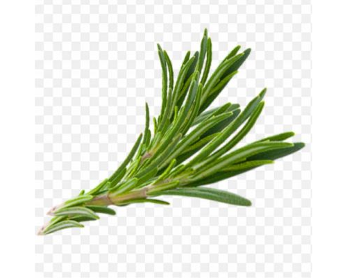 pnghit-rosemary-herb-thymes-hair-herbs