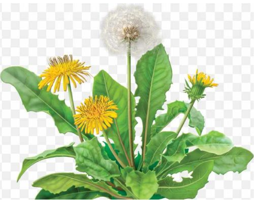 Dandelion Coffee Green Tea Organic Food Coffee Sub Taraxacum PNG