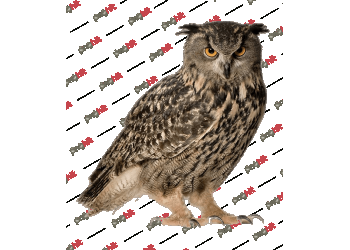 Eurasian eagle owl, snowy owl, great horned owl bird, owls png