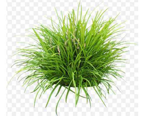 pnghit-lily-turf-groundcover-garden-liriope-spicata-grape-finish-spreading-flowers moss, greenery, plant png