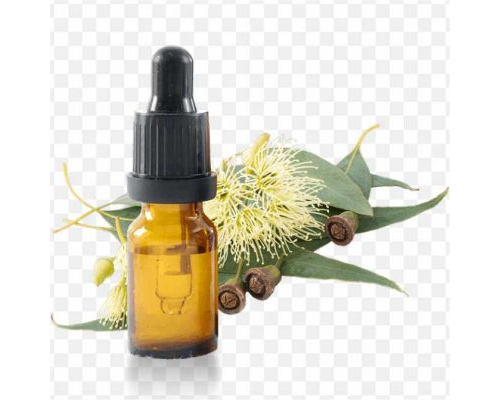 Eucalyptus Smithii Eucalyptus Oil Eucalyptus Globu Eucalyptus PNG