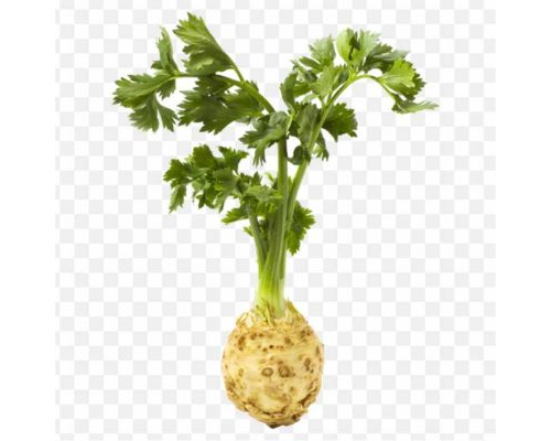 Vannes Celeriac Stock Photography Royalty Free Rapa PNG